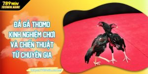 Đá gà thomo