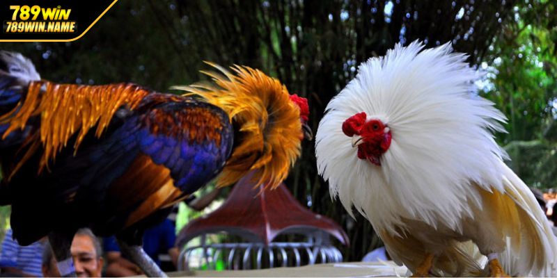 Các loại cược trong đá gà Thomo