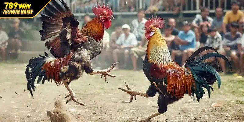 Đá gà Thomo cựa sắt