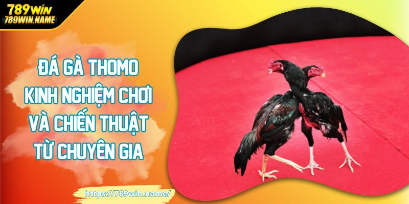 Đá gà thomo