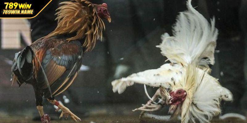 Luật đá gà và những điều tân binh cần biết